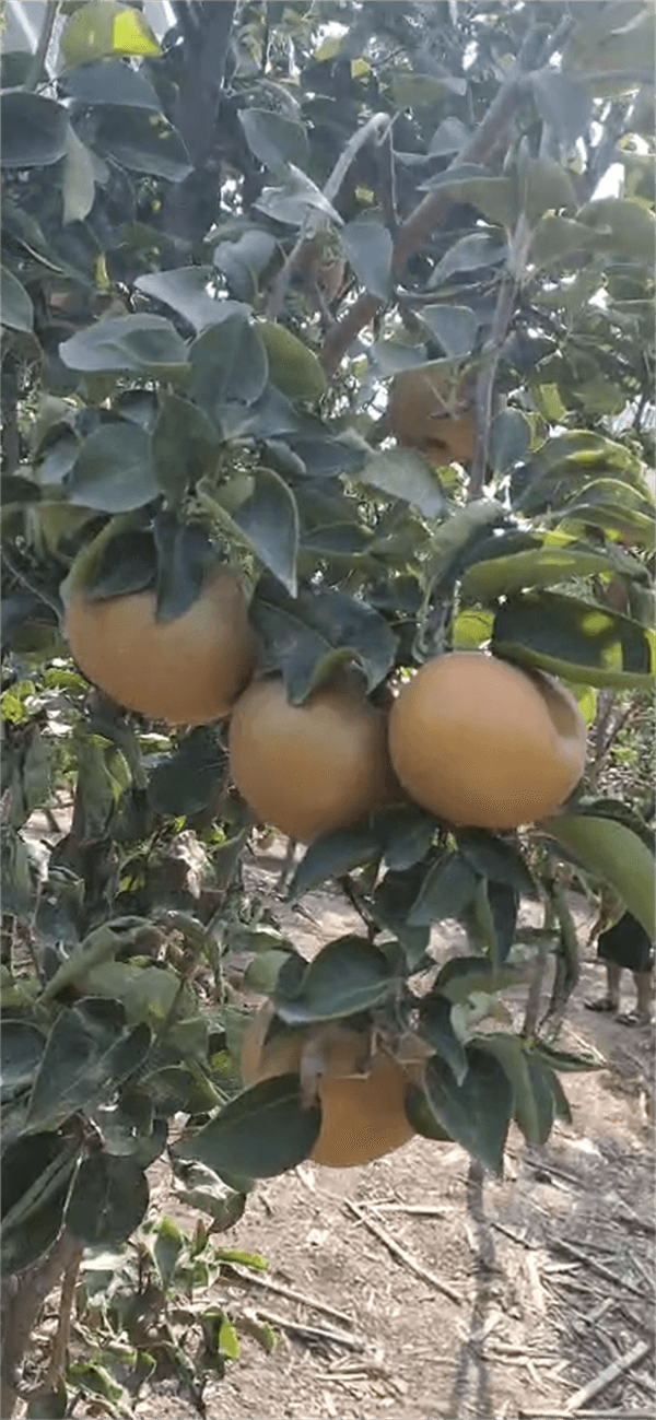 621f8b5912049.png WechatIMG468副本.png