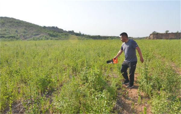 科技创新产业融合 武安市连翘产业插上腾飞翅膀