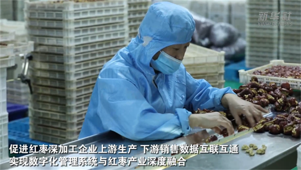 河北沧州：人工智能助推红枣产业“加速跑”