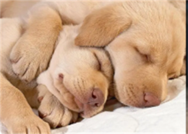 春节假期宠物寄养价格“水涨船高”，VIP