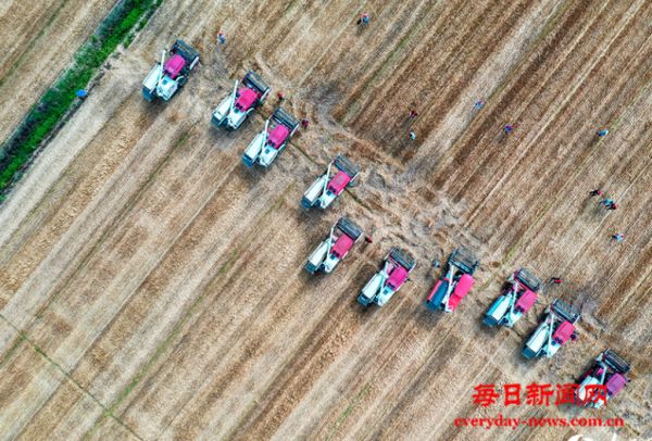 安徽霍邱：麦收大比武 减损促增收