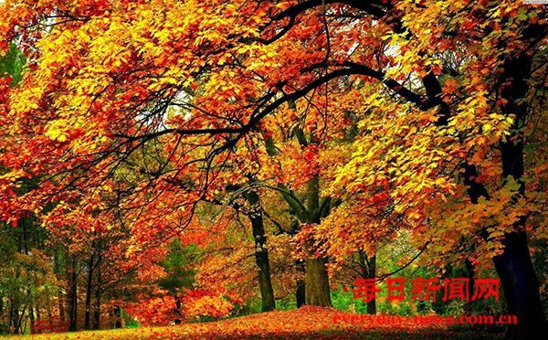 秋歌-作者：邓淦群