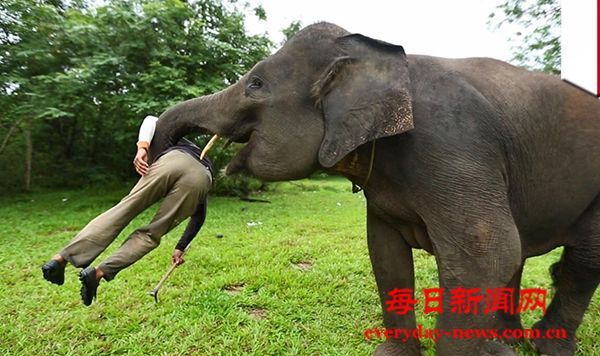 南非发生大象伤人事件 造成一人死亡