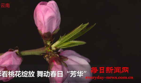 延时摄影看桃花绽放 舞动春日芳华