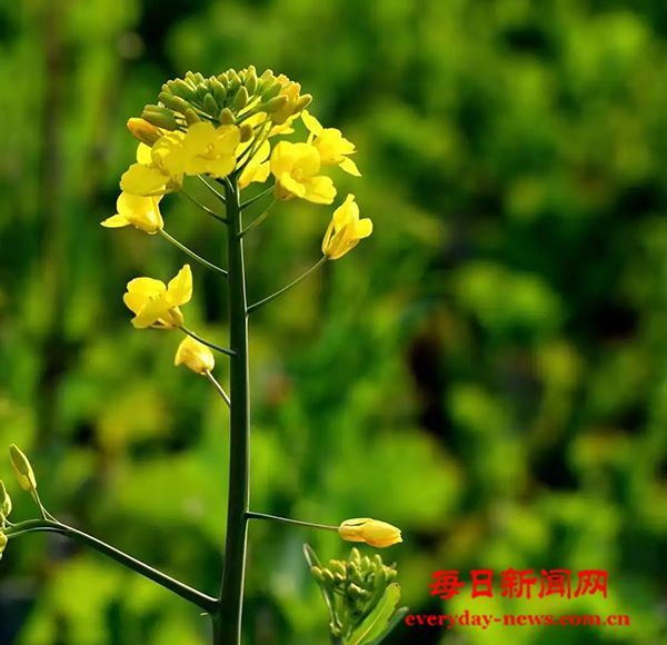 中医药健康促进行动本周正式启动实施