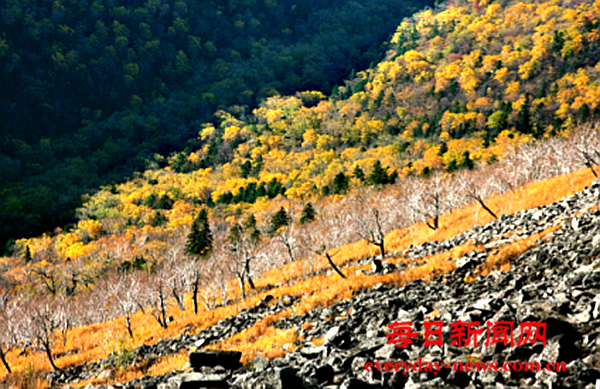 案3333333333333333.png 案3333333333333333.png