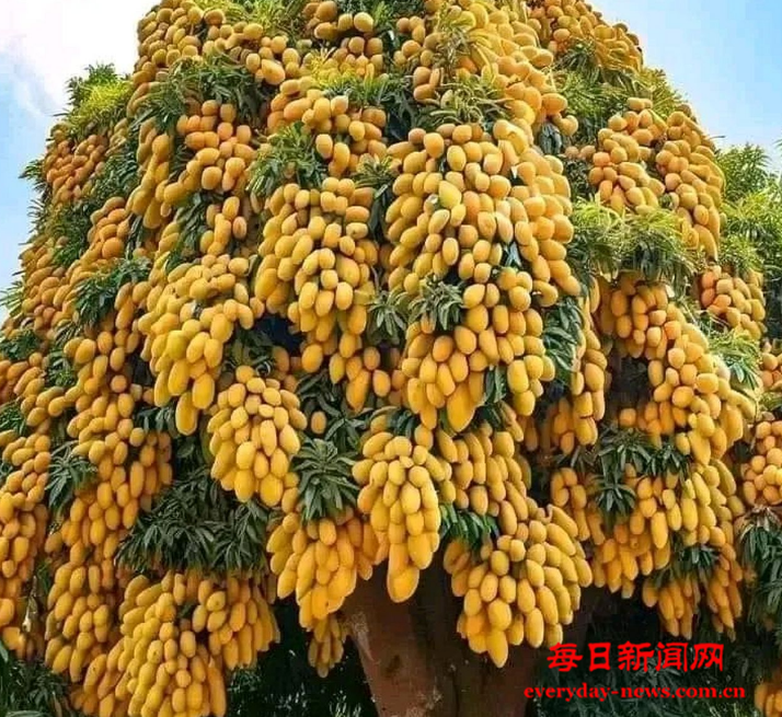 芒果111111111111111.png 芒果111111111111111.png
