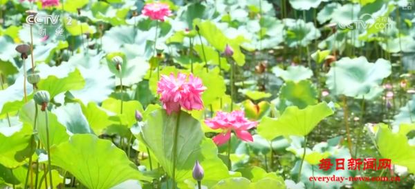 “荷”你一起淘“荷”趣 借助荷花夏日“经