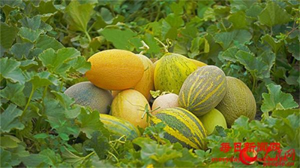 行进中国丨“哈密甜”从限量到自由