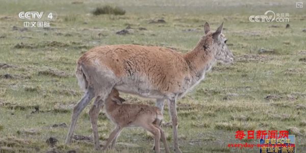 三位一体生态监测守护生灵草木“乐园” “