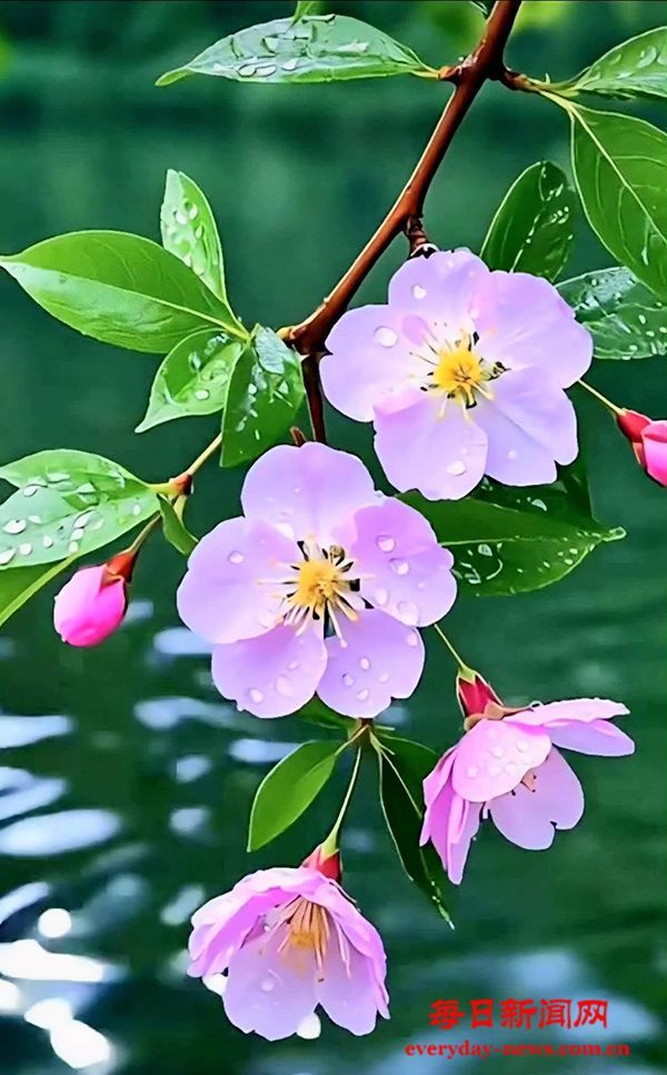 云南昆明：斗南花市鲜花俏销