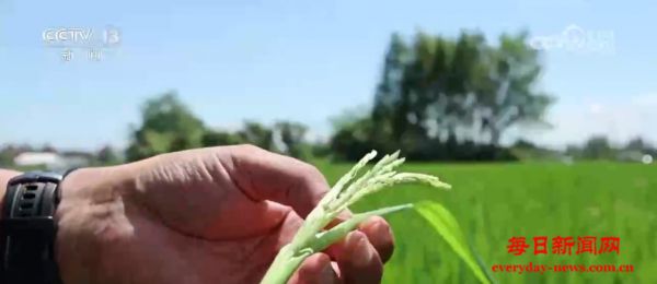 多举措做好抗高温保秋工作 全力确保秋粮稳