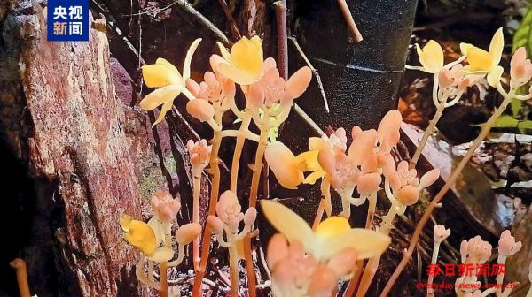 植物也可以这么萌 广西发现22株聚生矮小