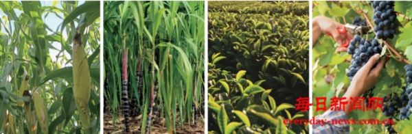 强泰荣获CIC灼识“中国智能灌溉阀门领导