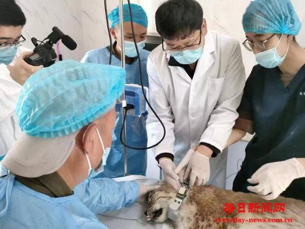 “天线宝宝”毕业了！——西宁救护猞猁重返