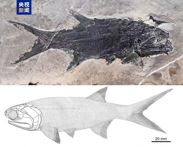 云南罗平生物群发现翼鳕属新物种“罗平翼鳕